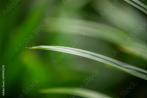 Close up of pandan leaf with selective focus and bokeh.