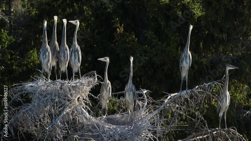 Two litters of gray herons waiting in the swaying treetop for their parents to bring them something to eat, Estonia. photo