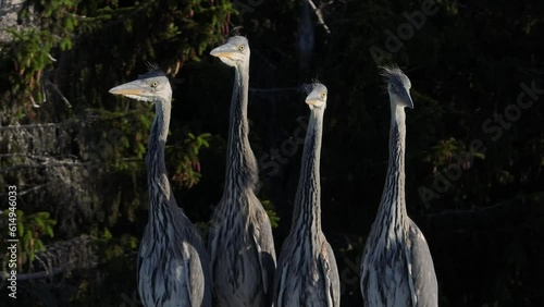 Close up shot of young gray herons waiting in the swaying treetops for their parents to bring them something to eat. Estonia. photo