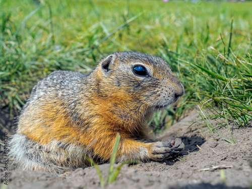 Prairie dog on a grassy field. Close-up, side view
