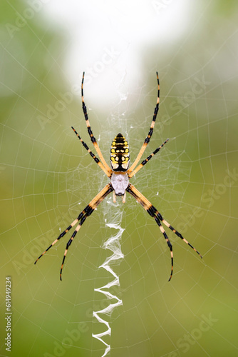 garden spider on the web