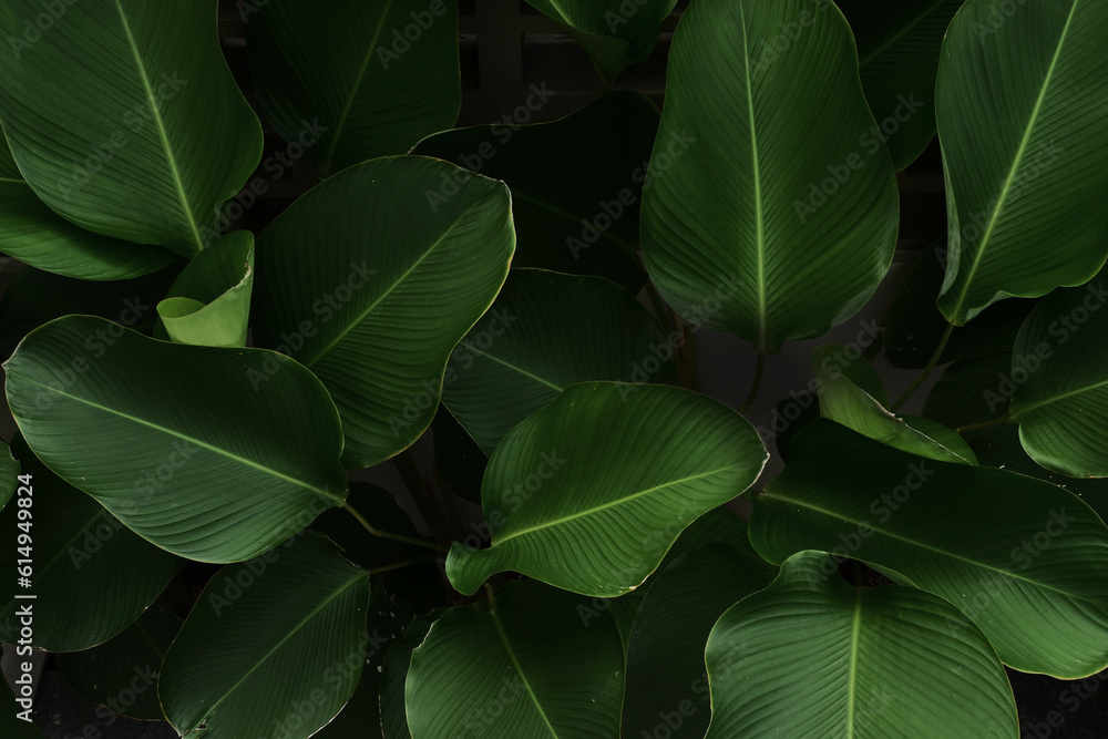 green tropical green leaves background green tropical green leaves background