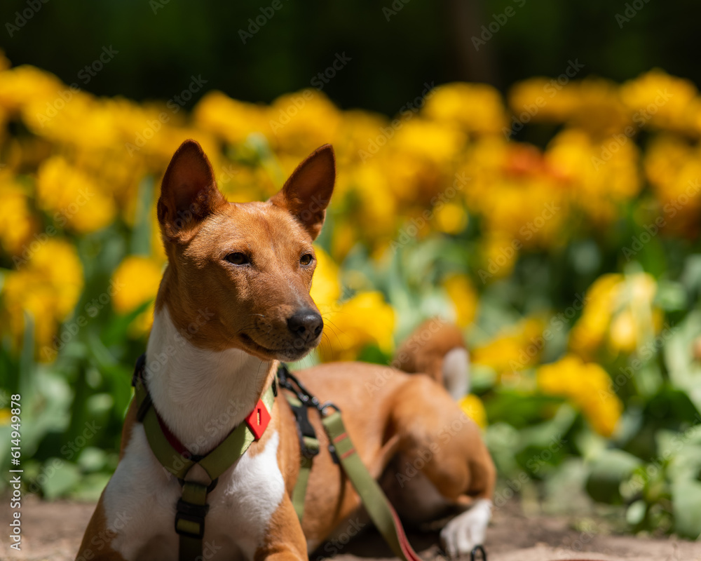 African dog in yellow colors. Portrait of a basenji on a walk.