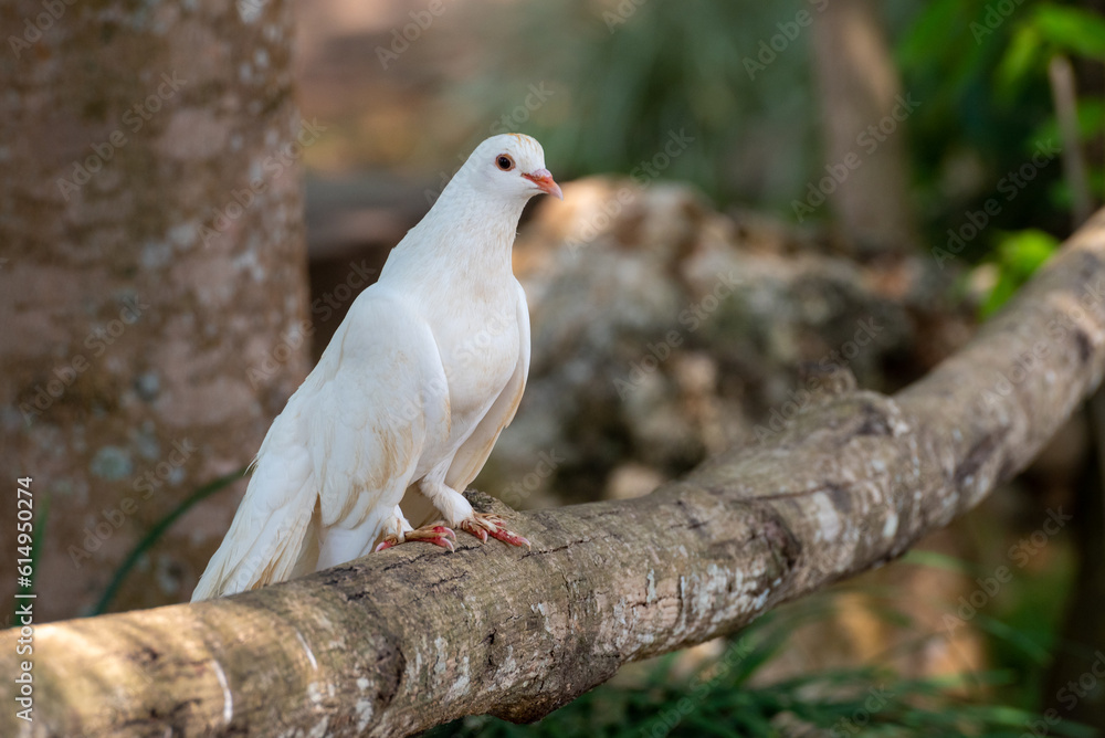 Obraz premium Pigeon perching on branch. The domestic pigeon, Columba livia domestica or Columba livia forma domestica