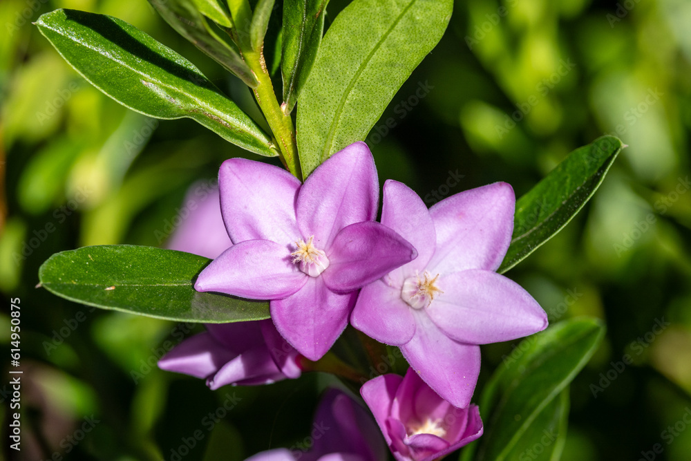 Fototapeta premium Australian Lance-leaf Crowea plant in flower