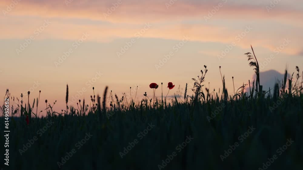 Field with corn and some poppies. Silhouettes of plants at an orange sunset in the background. Calm atmosphere of natural scenery with plants in the wind Field with corn and some poppies. Silhouettes of plants at an orange sunset in the background. Calm atmosphere of natural scenery with plants in the wind