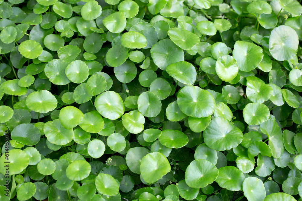 Centella asiatica (gotu kola). Fresh green leaves herb background. Centella asiatica (gotu kola). Fresh green leaves herb background.