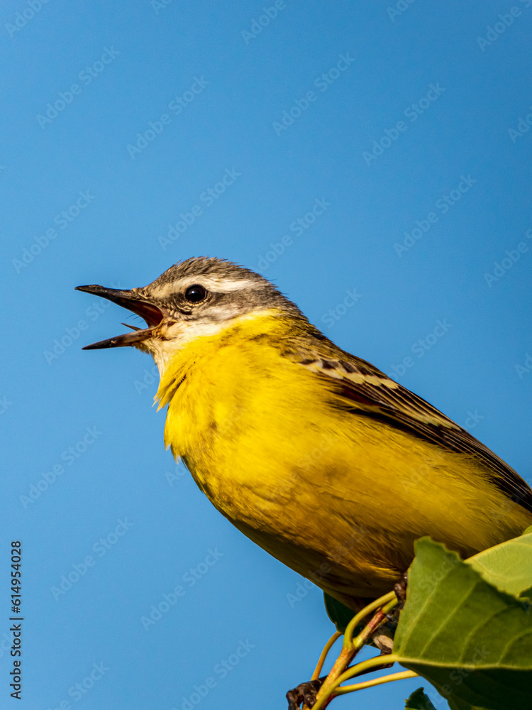 Fototapeta premium Male of a western yellow wagtail is sitting on a tree branch.