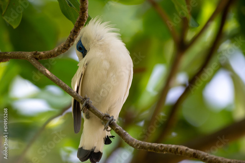 Bird on tree, The Bali myna, Leucopsar rothschildi, also known as Rothschild's mynah, Bali starling, or Bali mynah, locally known as jalak Bali. photo