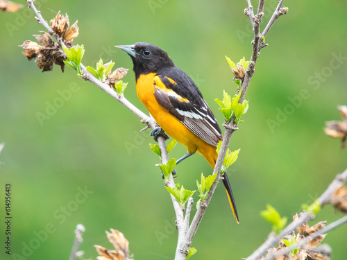 Male Baltimore Oriole Bird in Early Spring Perched on Newly Budding Branch © Jennifer Davis