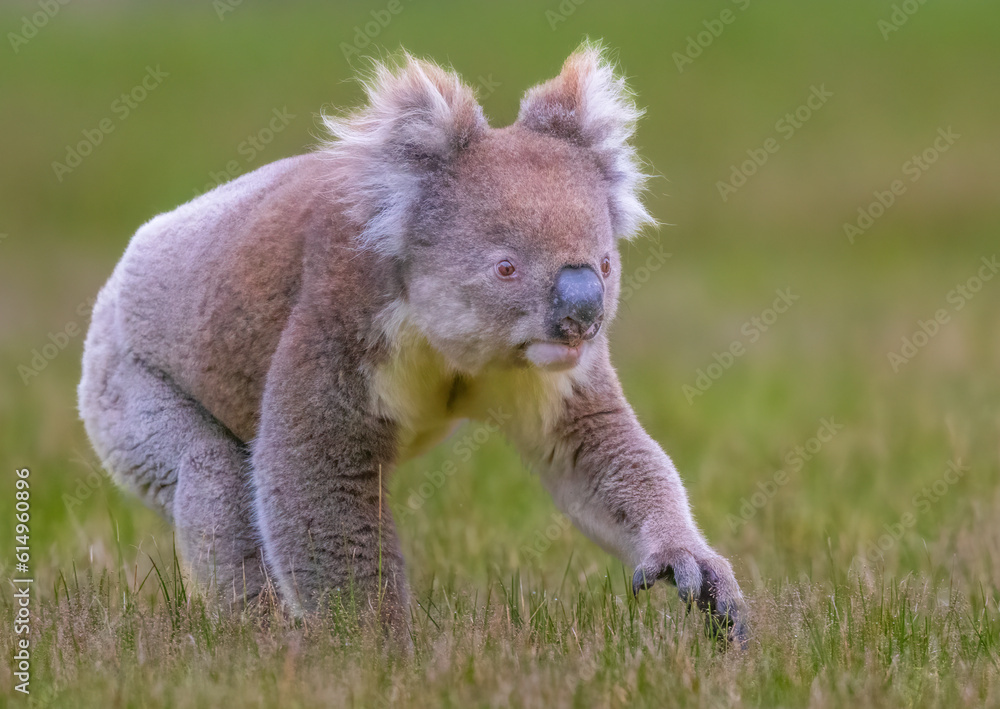 Fototapeta premium Australian Koala in a rare capture moving from tree to tree in kangaroo Island.