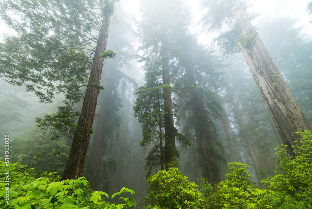 Fototapeta premium Redwoods in the Mist