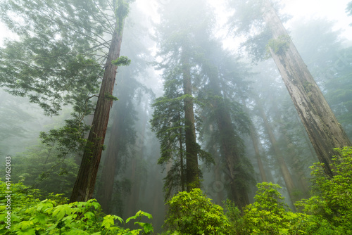 Redwoods in the Mist