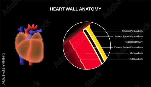Heart wall anatomy