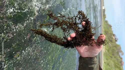 a man squeezes in his hand fresh Brown algae fucus vesicularis on the background of the sea coast in sunny and windy weather. Vertical video. healthy eating and natural food concept photo