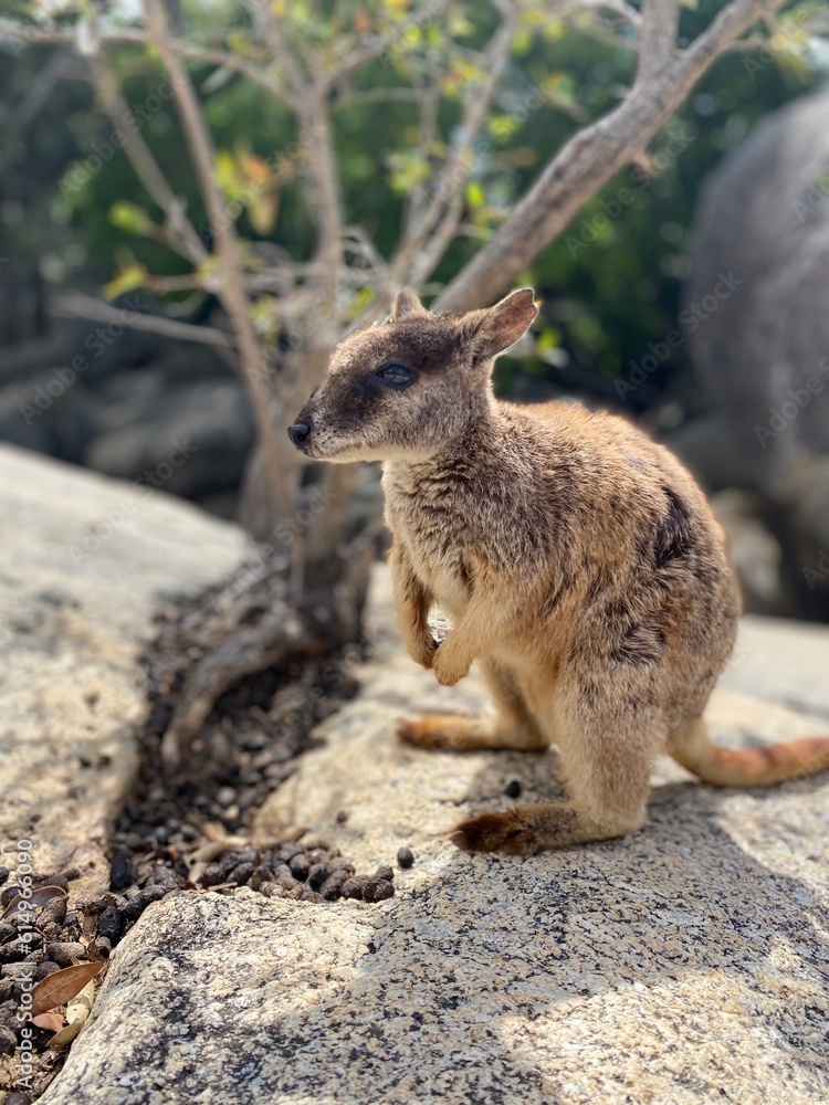 Naklejka premium Rock Walaby on the rock