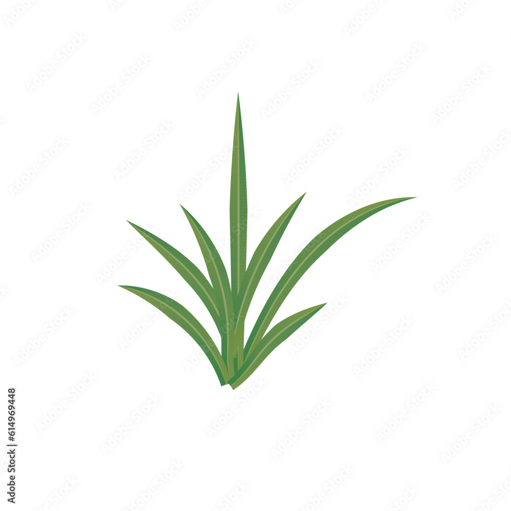 Fototapeta premium rosemary isolated on white