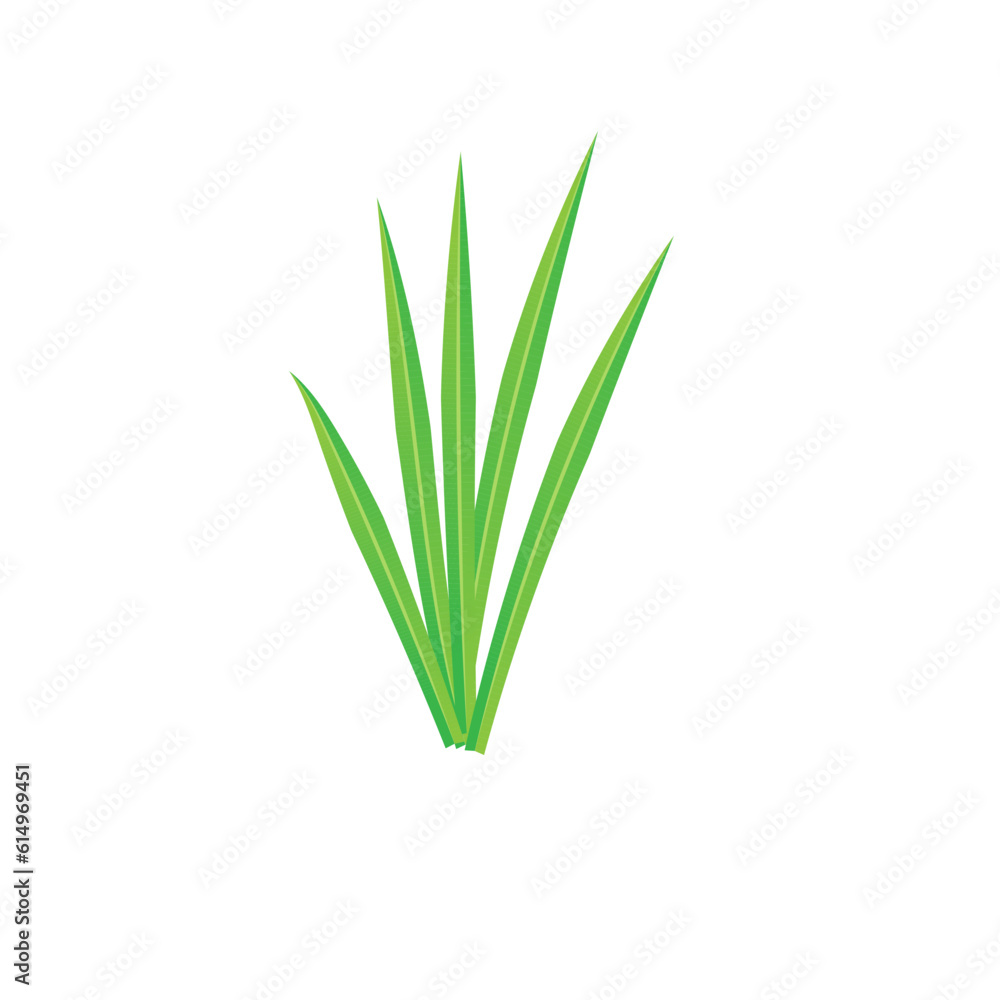 grass isolated on white grass isolated on white