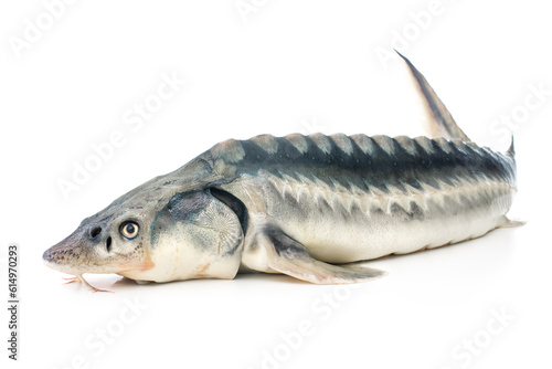 Vászonkép Fresh sturgeon fish isolated on white background