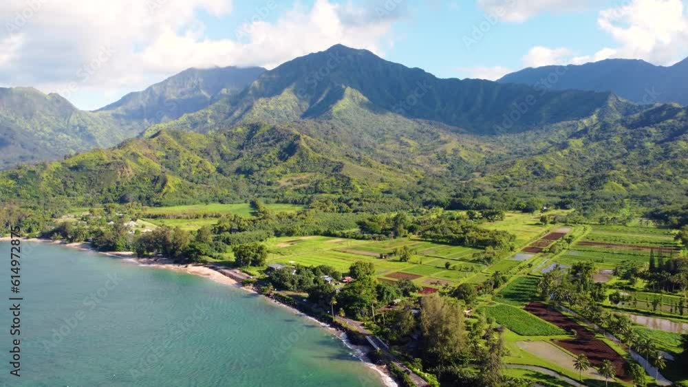 Taro plantation in Hanalei Valley and mountains, with the Hanalei River and rice and taro fields, near Princeville, Kauai, Hawaii. Stunning aerial view Taro plantation in Hanalei Valley and mountains, with the Hanalei River and rice and taro fields, near Princeville, Kauai, Hawaii. Stunning aerial view