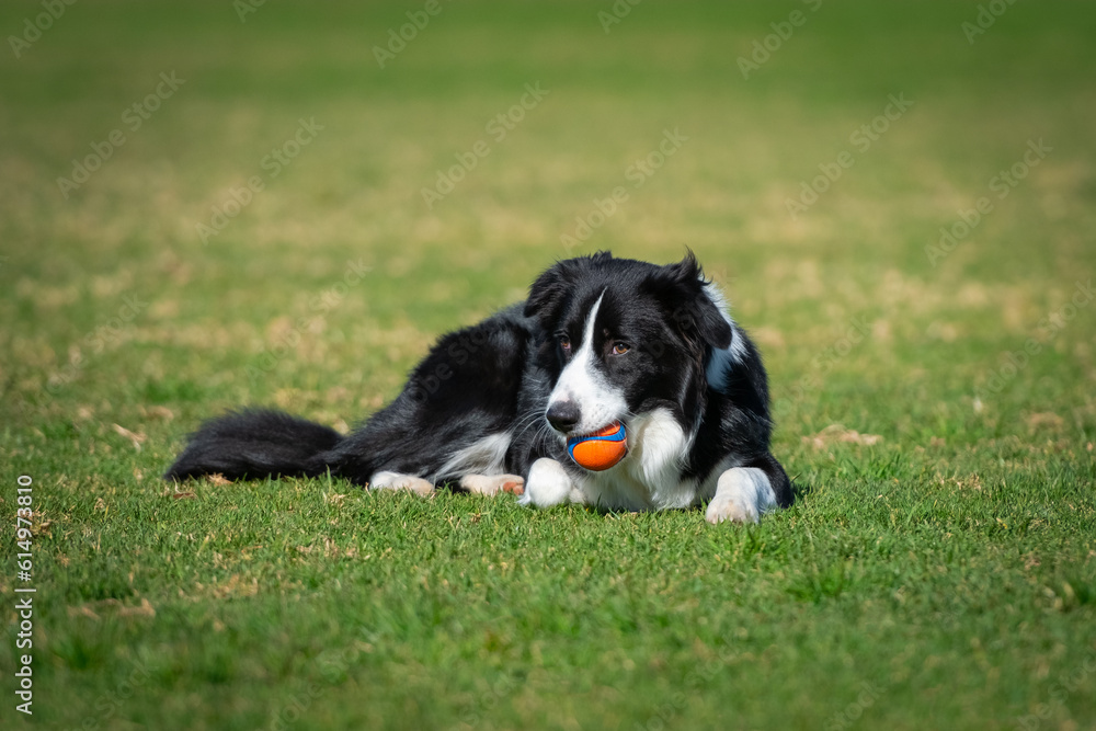 Fototapeta premium Portrait of a Border Collie