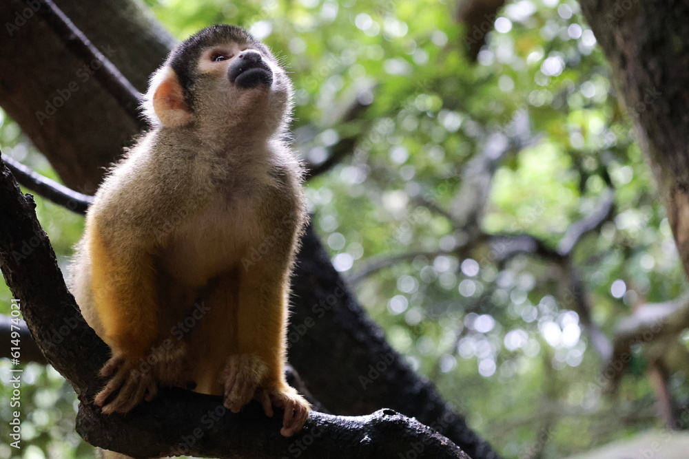 上を向いた1匹のリスザル