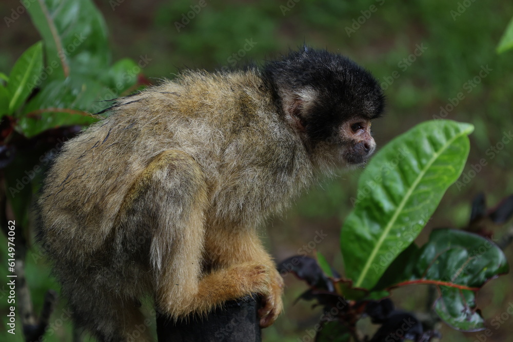 Obraz premium 雨に打たれて濡れた1匹のリズザル