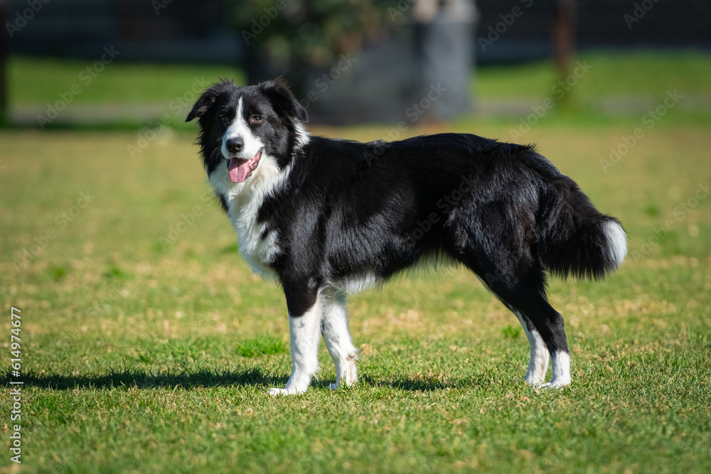 Portrait of a Border Collie