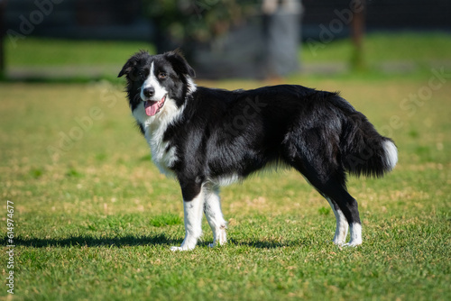 Portrait of a Border Collie © PicMedia