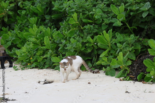 亜熱帯地域の浜辺に生息する野良猫 © Signyamo