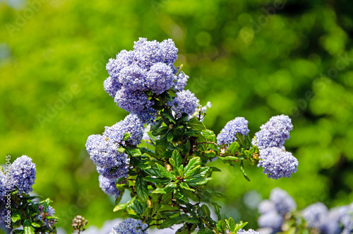 Close up image of blueblossom flowers