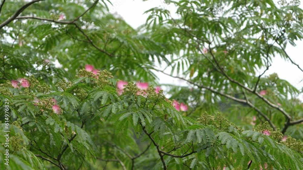 flower of silk tree flower of silk tree