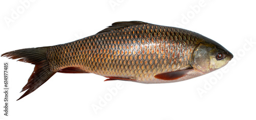 Popular Rohu or Labeo rohita fish of Indian subcontinent over white background