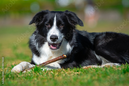 Portrait of a Border Collie