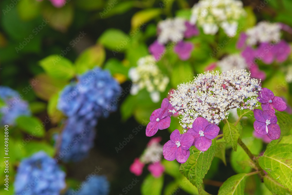 Hydrangea macrophylla (Hortensia group) flowers field blooming in natural garden background Hydrangea macrophylla (Hortensia group) flowers field blooming in natural garden background