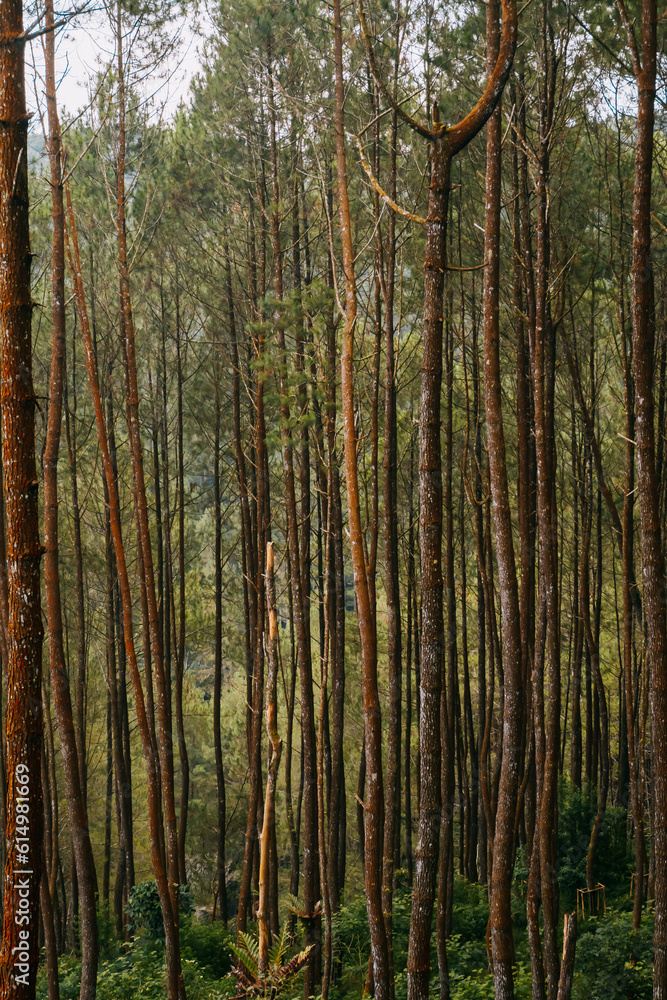 photo of pine forest view