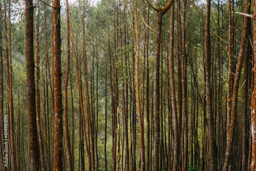 Fototapeta Naklejka Na Ścianę i Meble -  photo of pine forest view