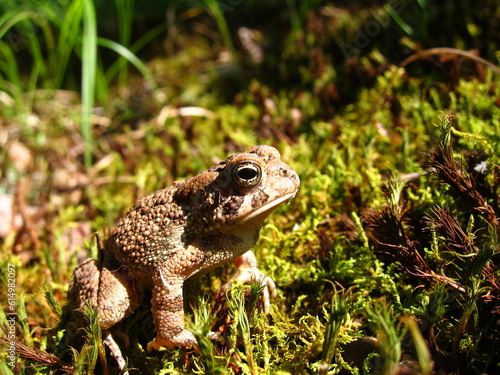closeup photo of a toad in the grass soaking up some sun light