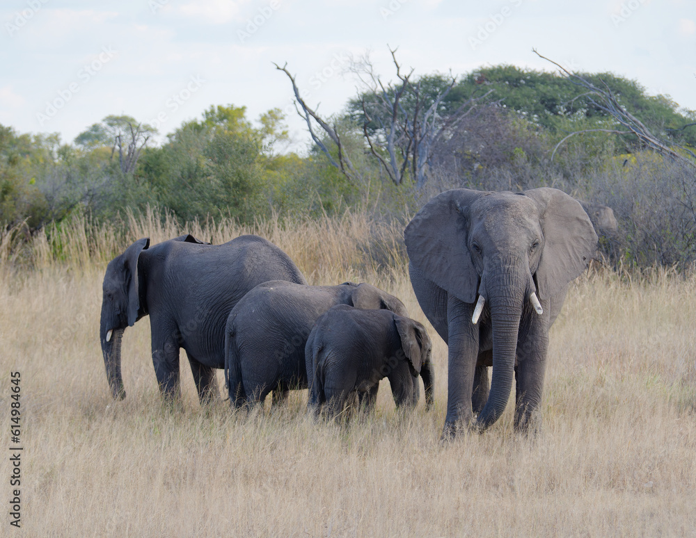 View of a herd of elephants on pasture in the Hwange National Park (formerly Wankie Game Reserve) in Zimbabwe View of a herd of elephants on pasture in the Hwange National Park (formerly Wankie Game Reserve) in Zimbabwe