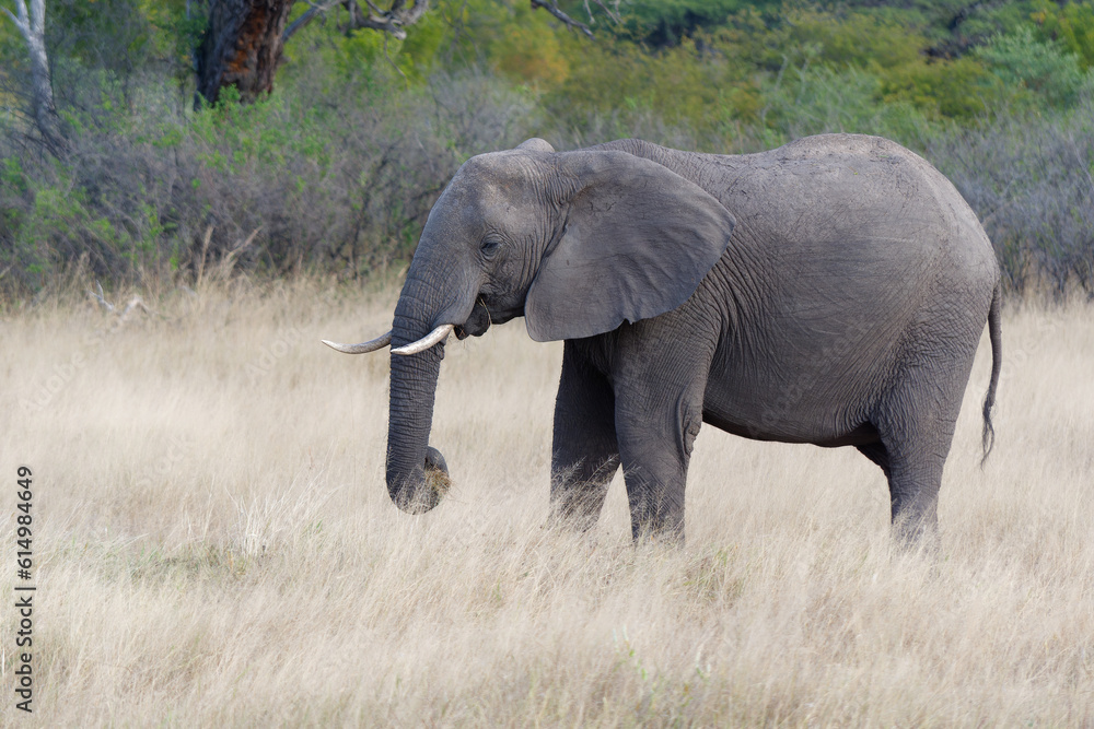 View of an elephant on pasture in the Hwange National Park in Zimbabwe