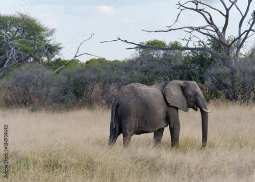 View of an elephant on pasture in the Hwange National Park in Zimbabwe © Eleseus
