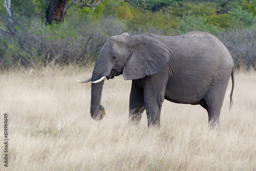View of an elephant on pasture in the Hwange National Park in Zimbabwe © Eleseus