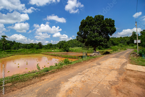 Beautiful village road of Bengal with paddy fields both side of the road and small plateau hill in background. Selective focus. © Rima