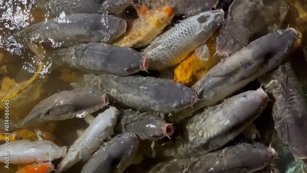 Concept of fish farming, close-up, a lot of fish swimming in pool Concept of fish farming, close-up, a lot of fish swimming in pool