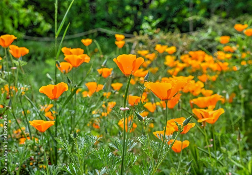 Orange Eschscholzia flower on green grass background