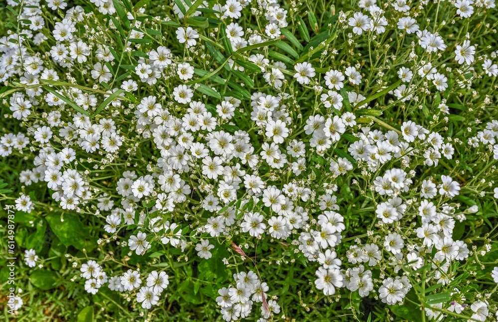 White Gypsophila graceful flowers in the grass