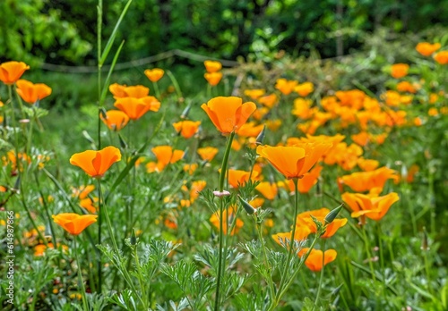 Orange Eschscholzia flower on green grass background