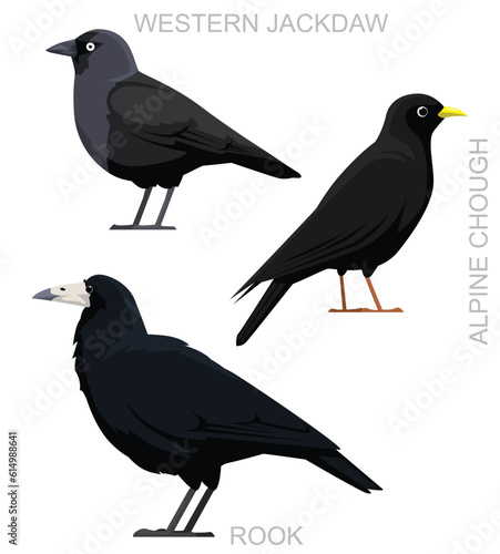 Cute Bird Rook Jackdaw Chough Crow Set Cartoon Vector