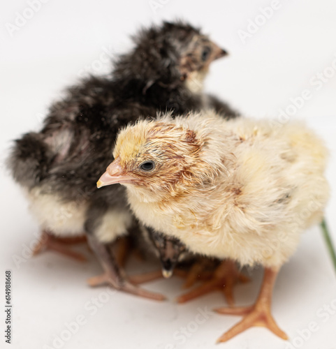 small colorful chickens on a light background