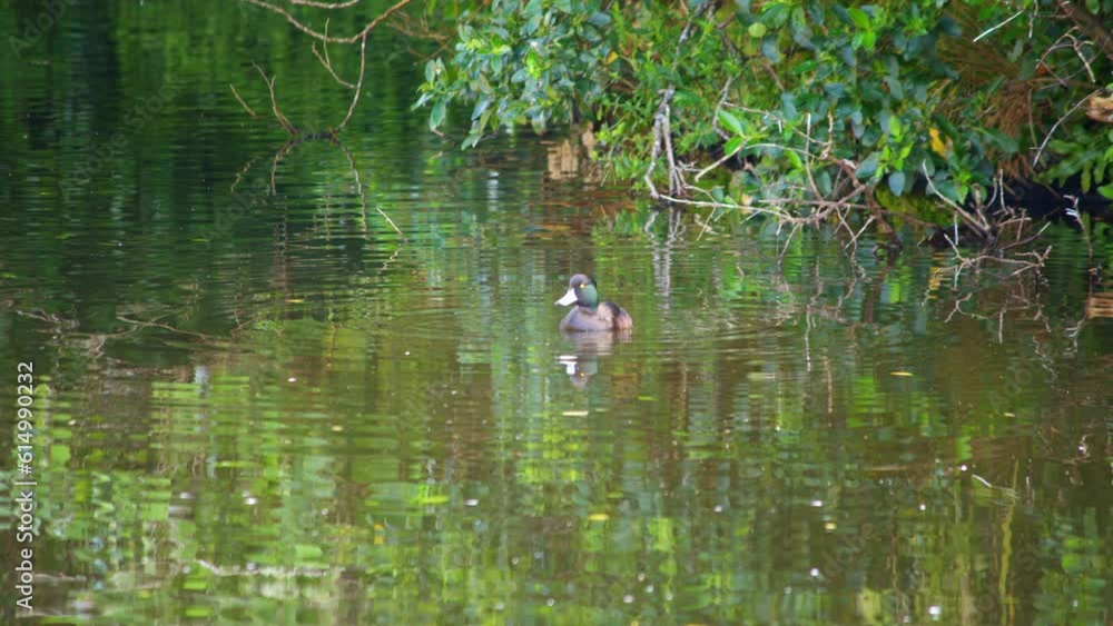A male Papango New Zealand Scaup duck floating in a calm lake before diving underwater A male Papango New Zealand Scaup duck floating in a calm lake before diving underwater